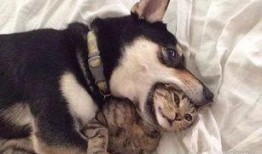 徒弟爆料狗磊视频大全集,徒弟爆料背后的精彩瞬间